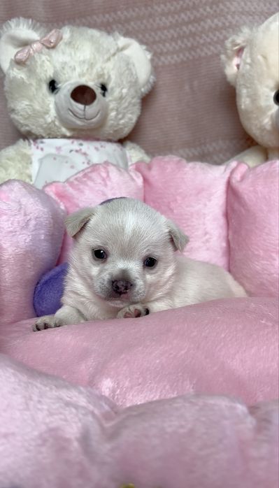 Mini Śliczna Sunia Chihuahua Rodowód