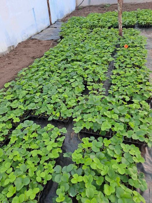 Касетну розсаду ранньої клубніки