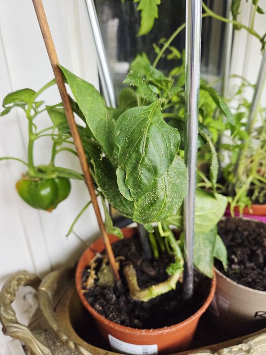 Papryka sadzonka roslinka drzewko zywe 20 cm