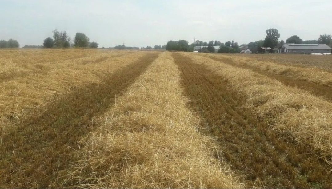 Słoma w kostce z żyta prosto z pola.