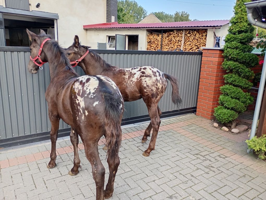 Ogierki taranty bardzo ładnie wybarwione