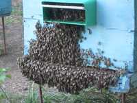 Продам пчелосемьи .