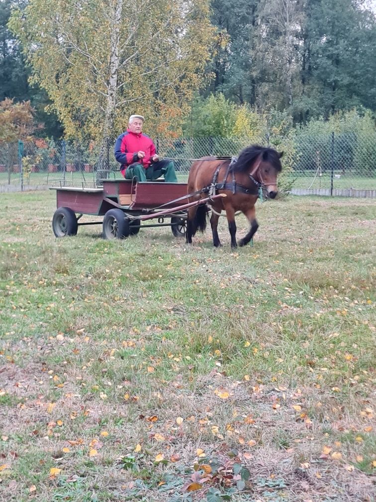 Sprzedam klacz kucyka