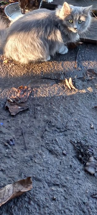 Отдам в хорошие руки кошечку,