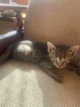 Kotek do adopcji