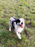 Border colie pies blue merle
