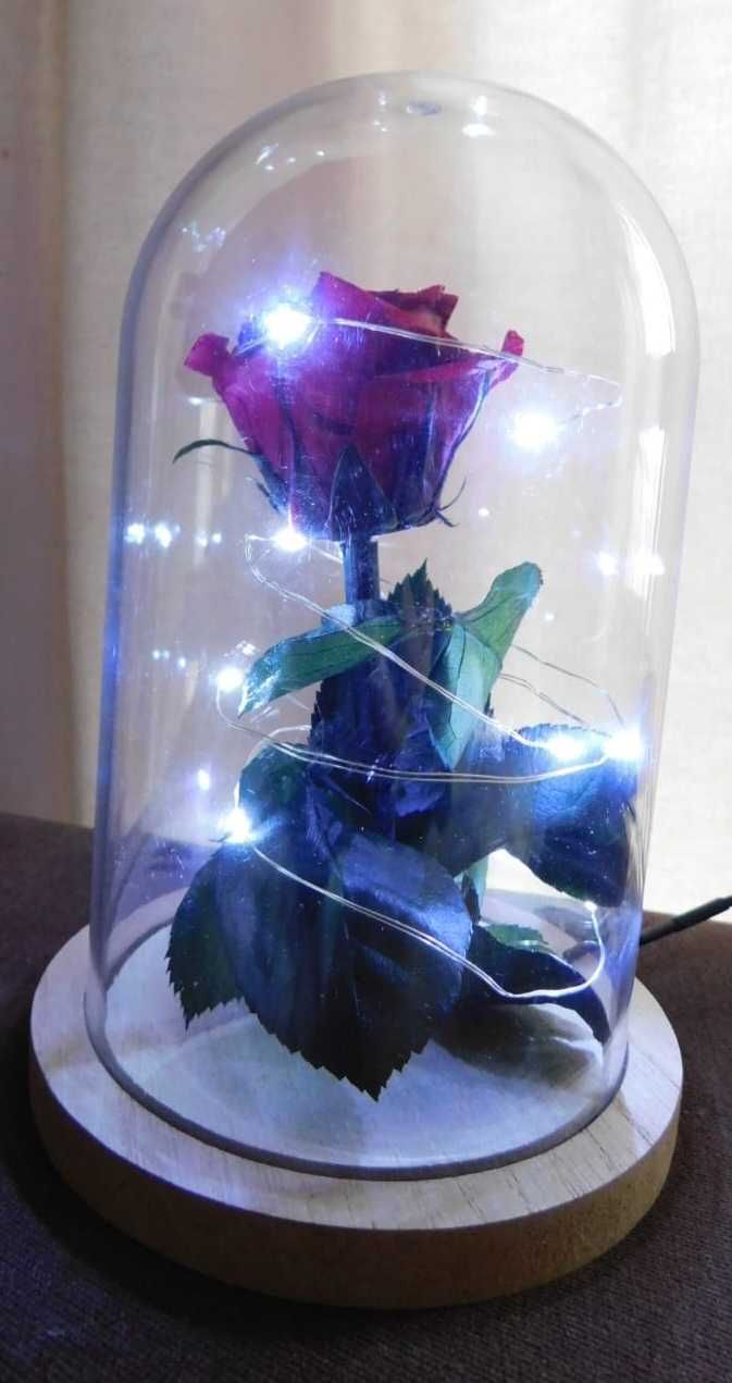 Rosas preservadas novas