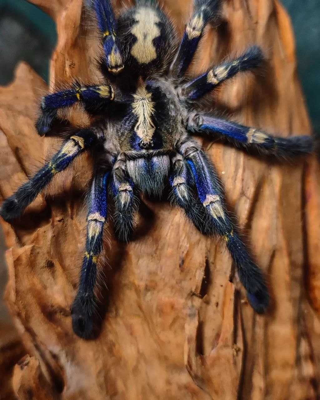 Poecilotheria metallica взрослая самка паука птицееда