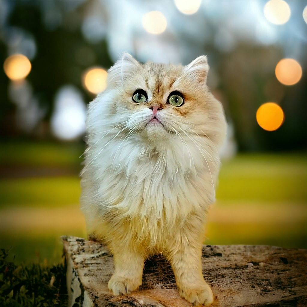Длинношёрстный красавчик котик