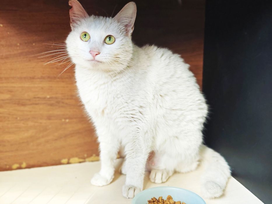 Ніжний котик-подружка красуня Айсі, 1 рік, кішка