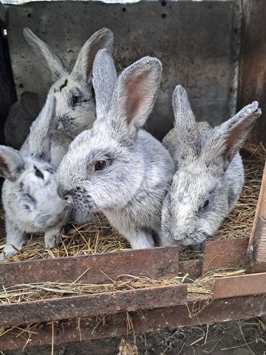 Продабться кролики породи Європейське срібло