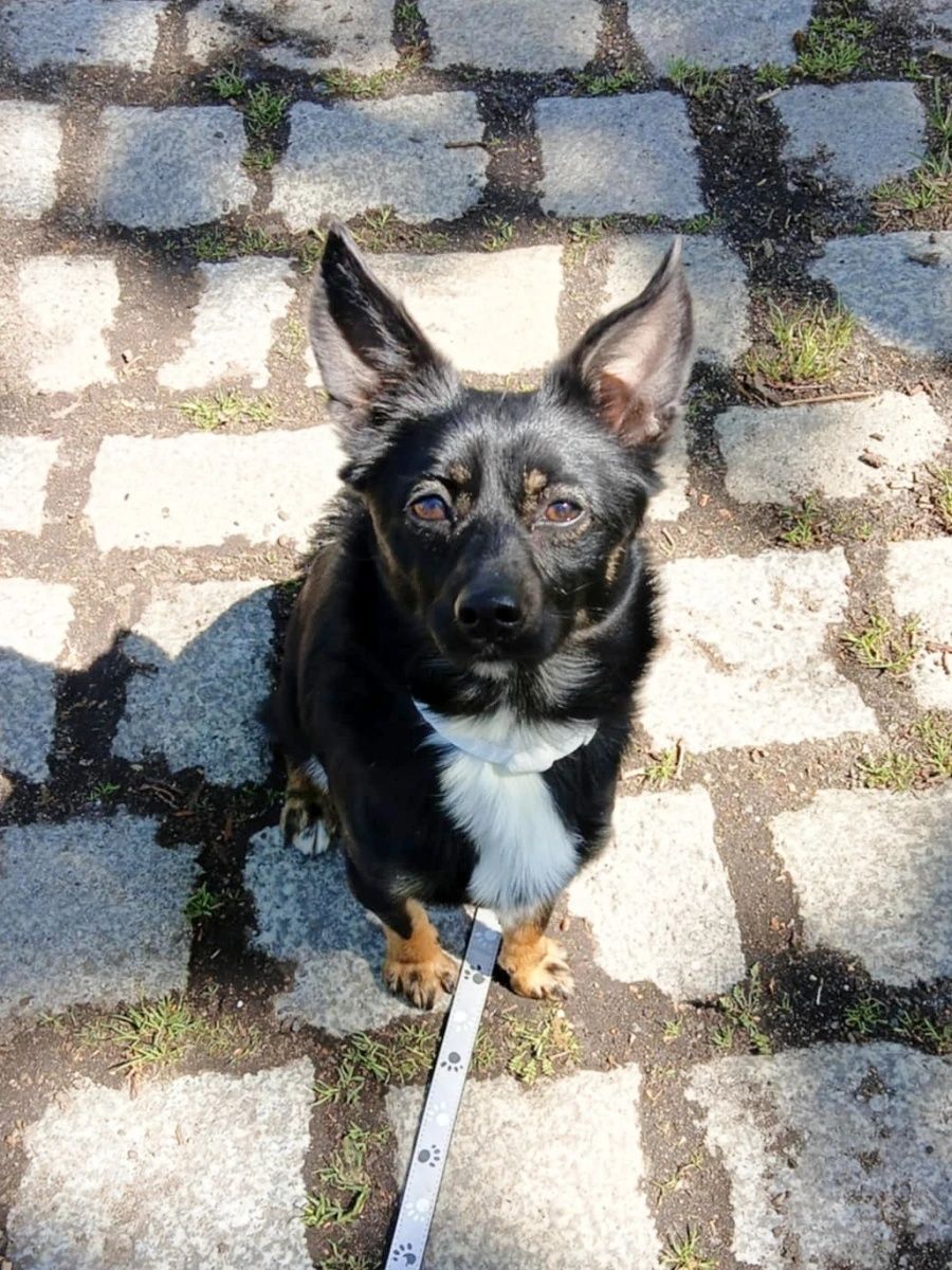 Młody, mały piesek Abi do adopcji!