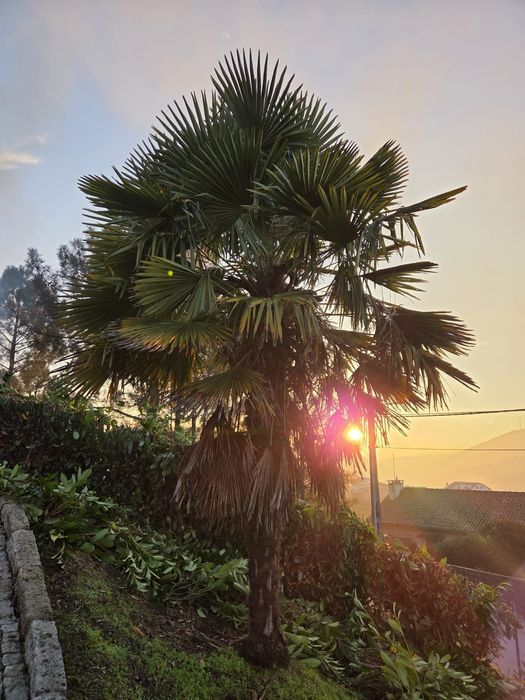 PALMEIRA para jardim