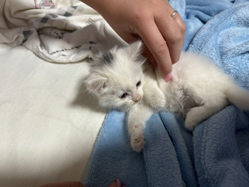 Віддам котика чи кицю