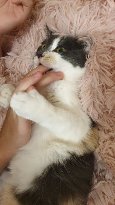 Кошенята турецької ангори