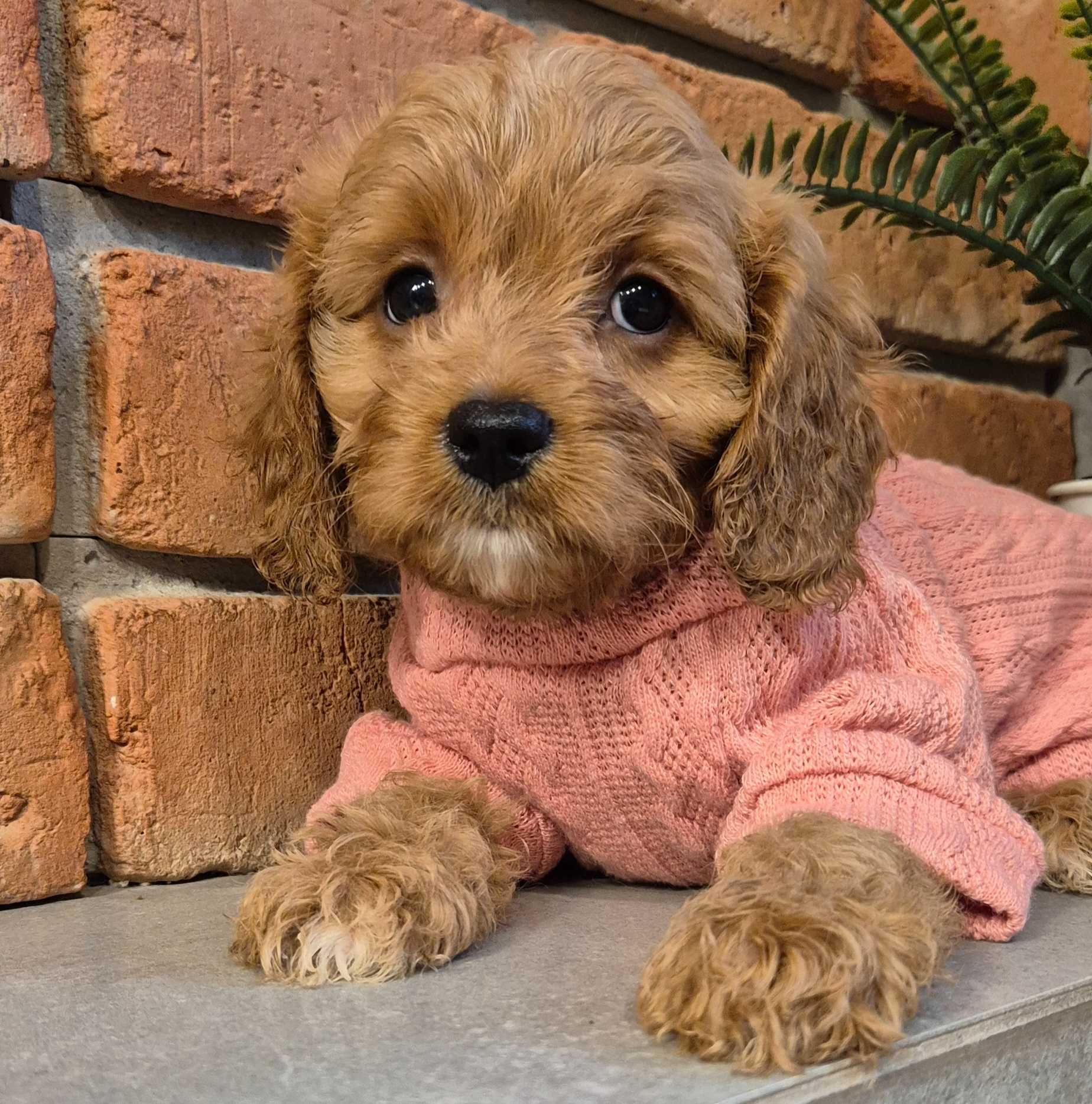 Cavapoo  ostatnia dziewczynka do odbioru