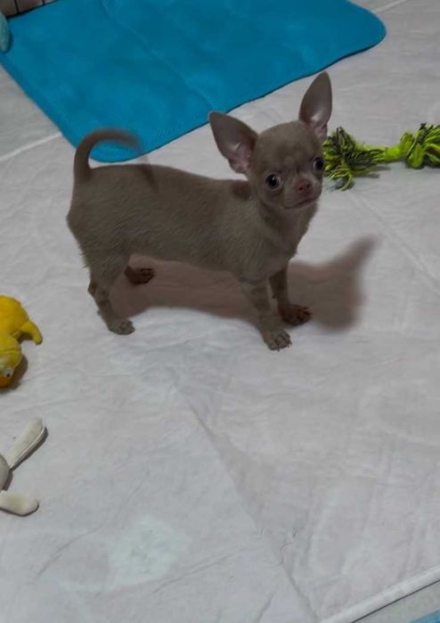 Лілова міні красуня! Активна, грайлива чихуахуа.