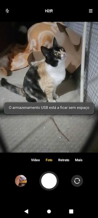 gatinha perdida para adoção  grátis