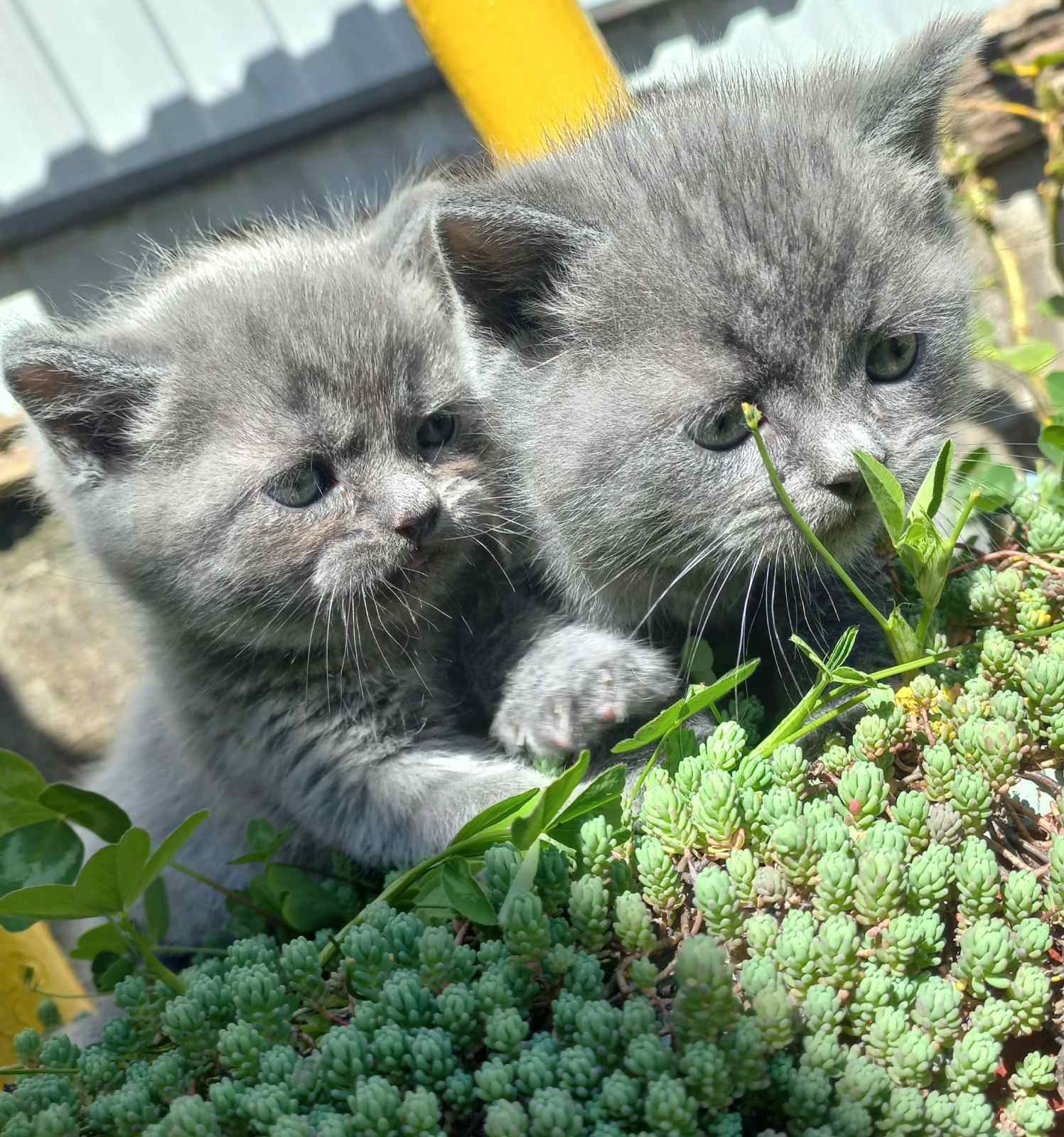 Британські кошенятка