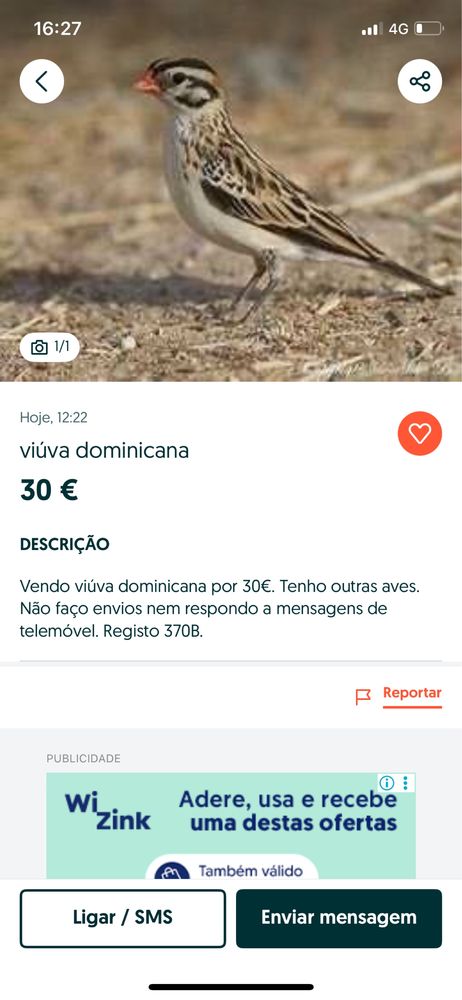 Agapornis Fischer