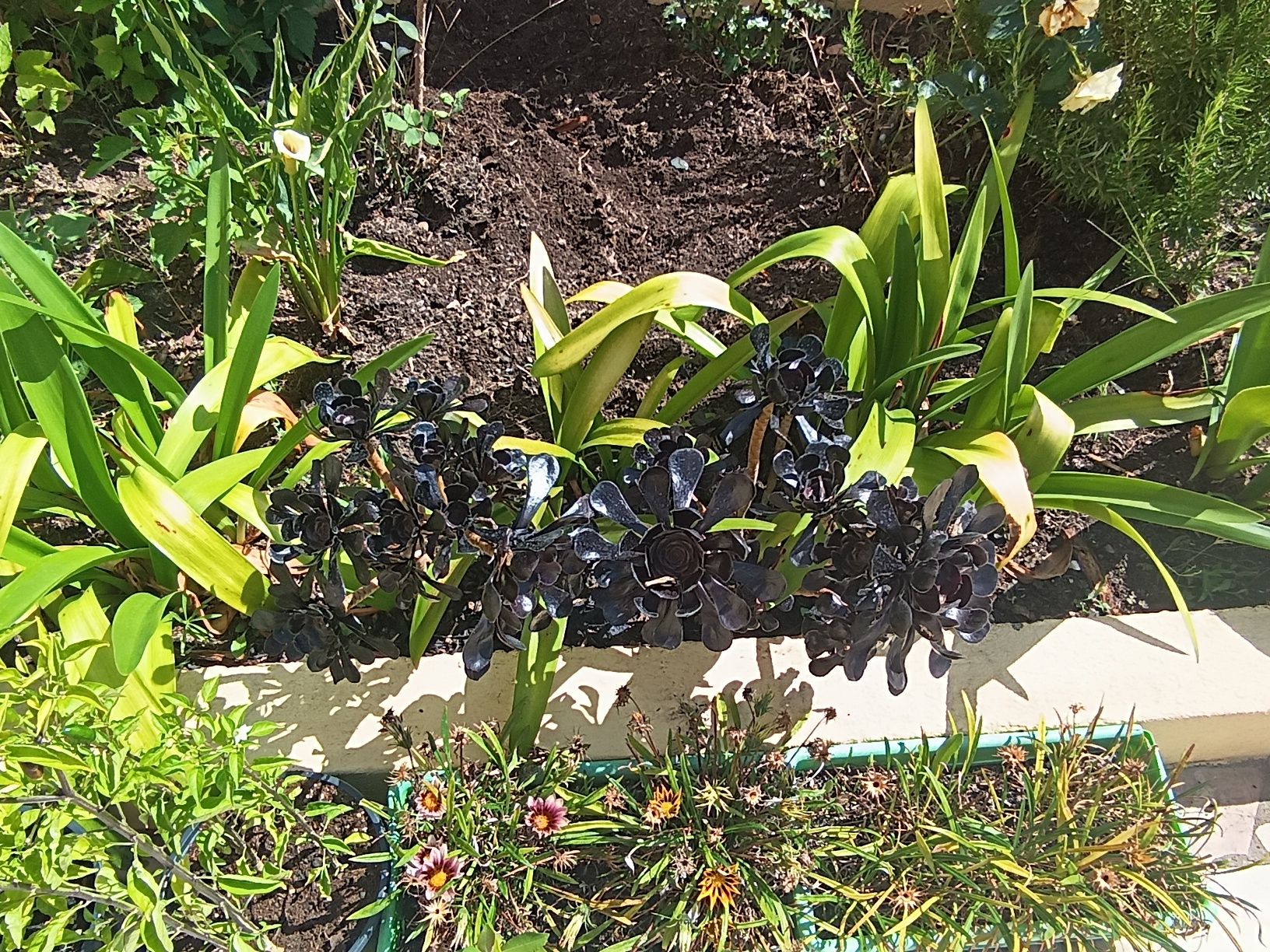 varias plantas .
