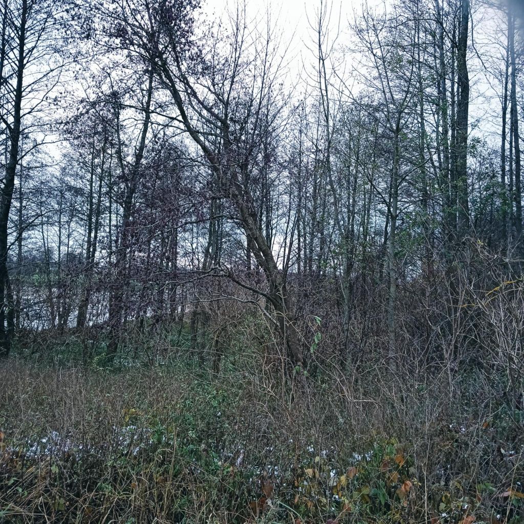 Sprzedam Las z łąkami