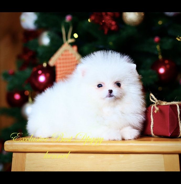 Реальный шик и эксклюзив! Щенки белые померанские гпицы в типе мишка