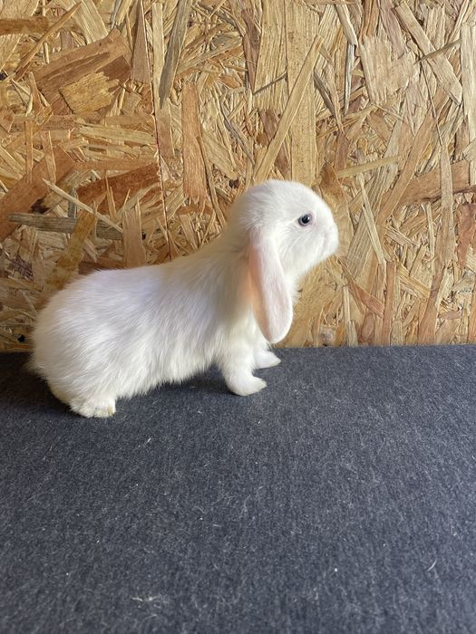 Sprzedam dwie samiczki mini lop