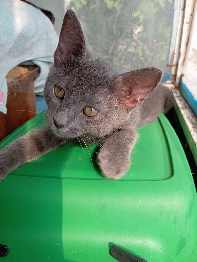 Котёнок девочка 2.5 месяца