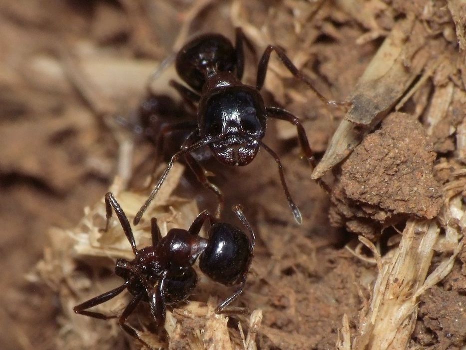 Экзотические муравьи Messor wasmanni /Екзотичні мурахи / Для новичков