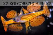 Modrook paskai - Pseudomugil luminatus - dowóz, wysyłka