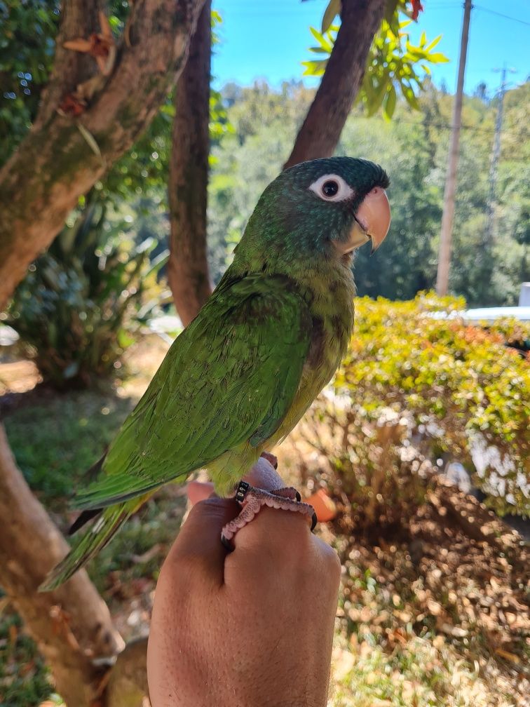 Aratinga acuticaudata meiga