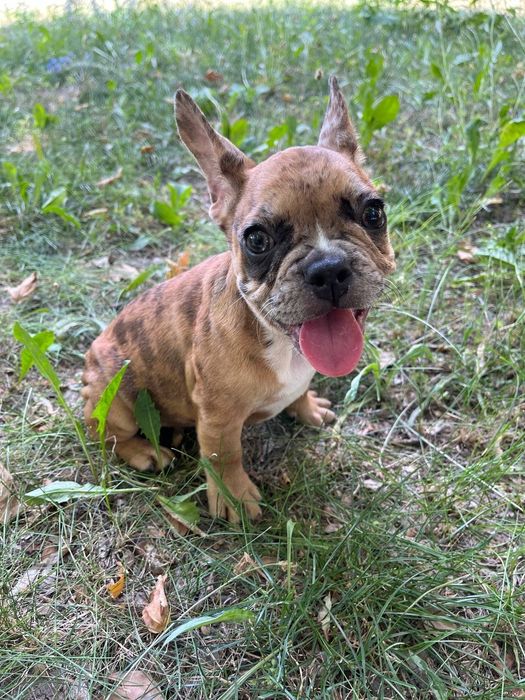 Французский бульдог