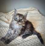Dymna koteczka rasy Maine coon!!