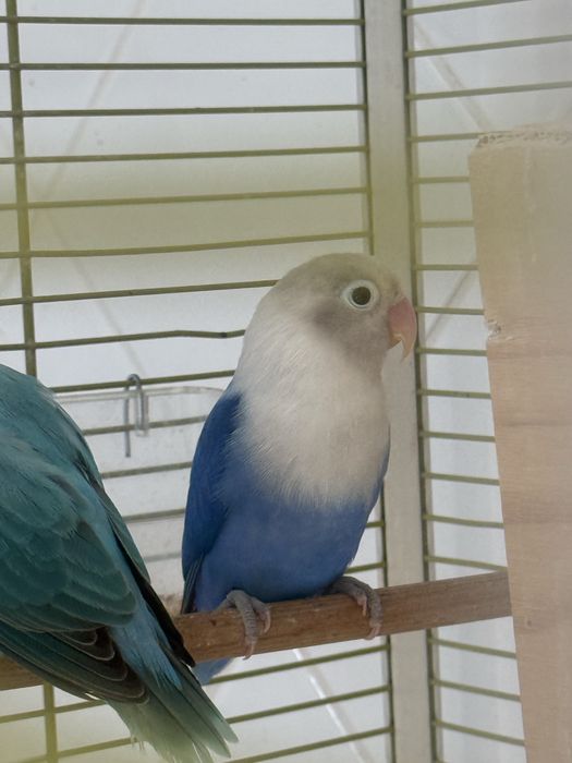 Vendo casal de Fischers