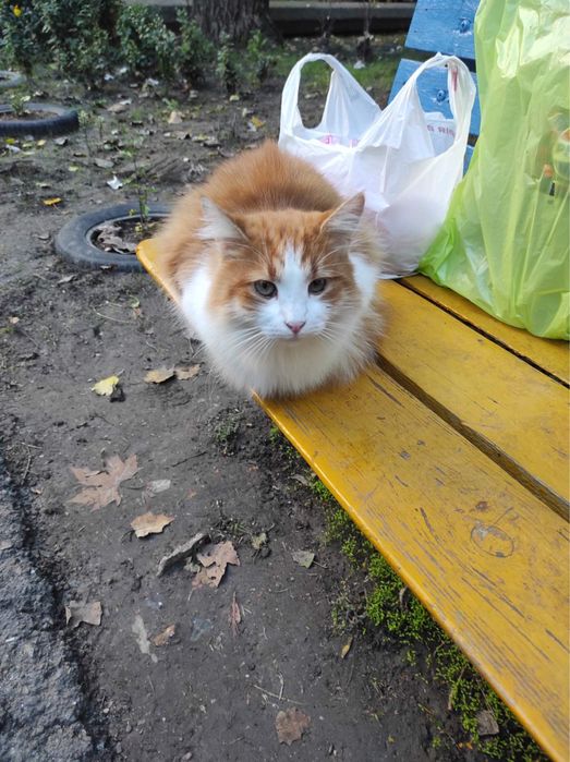 Котик,бесплатно,в добрые руки