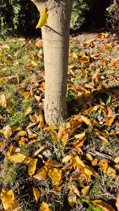 Магнолія дерево, біла квітка