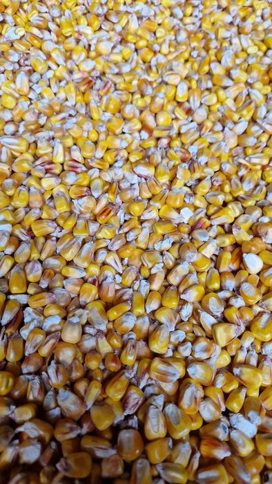 Kukurydza zbiór 2025 Integrowana produkcja