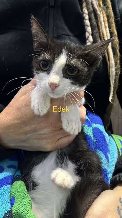 Pilne!! 6 mcz piekne wyjątkowe kotki czekają na opiekuna Żychlin