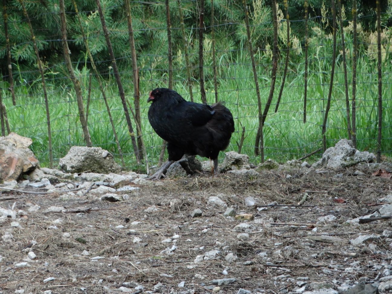 Sprzedam kurę araucana bezogoniastego