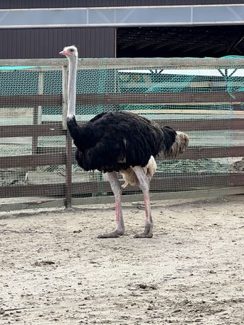 Продаются страусы
