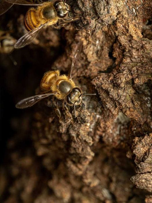 Recolha enxames de Abelhas