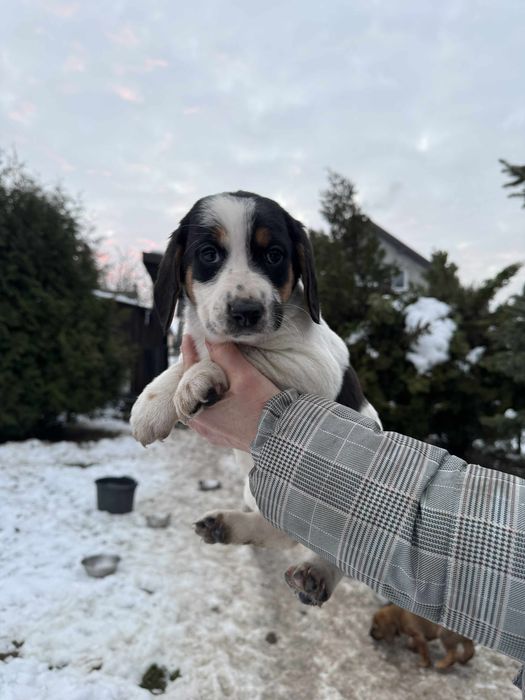 Oddam za darmo 2 suczki beagle