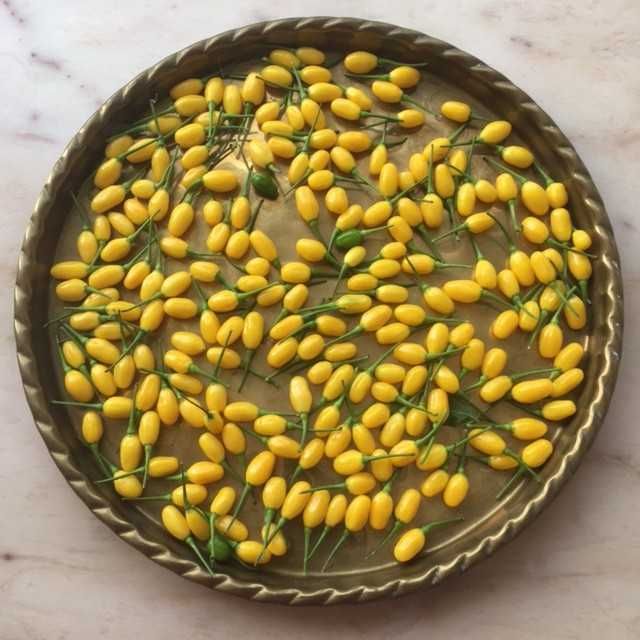 Pmenta Cumarí amarela