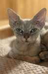 Ganesha przepiękna kotka devon rex PZF