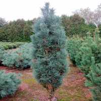 Сосна Фастигиата (Pinus sylvestris Fastigiata)