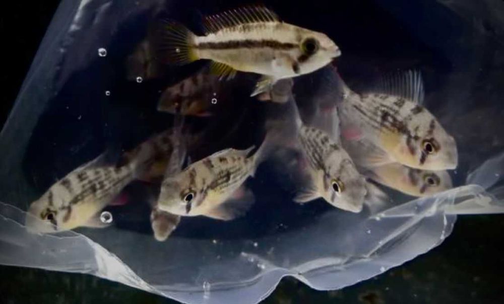 Pielęgniczka Ramireza Boliwijska- Tina Zoo witkiewicza