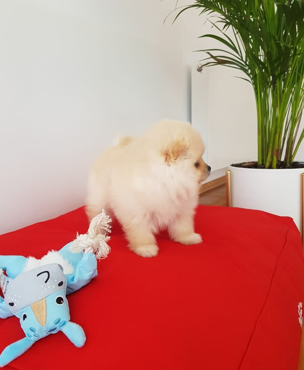 Szpic Miniaturowy Pomeranian suczka kremowa UNIKAT