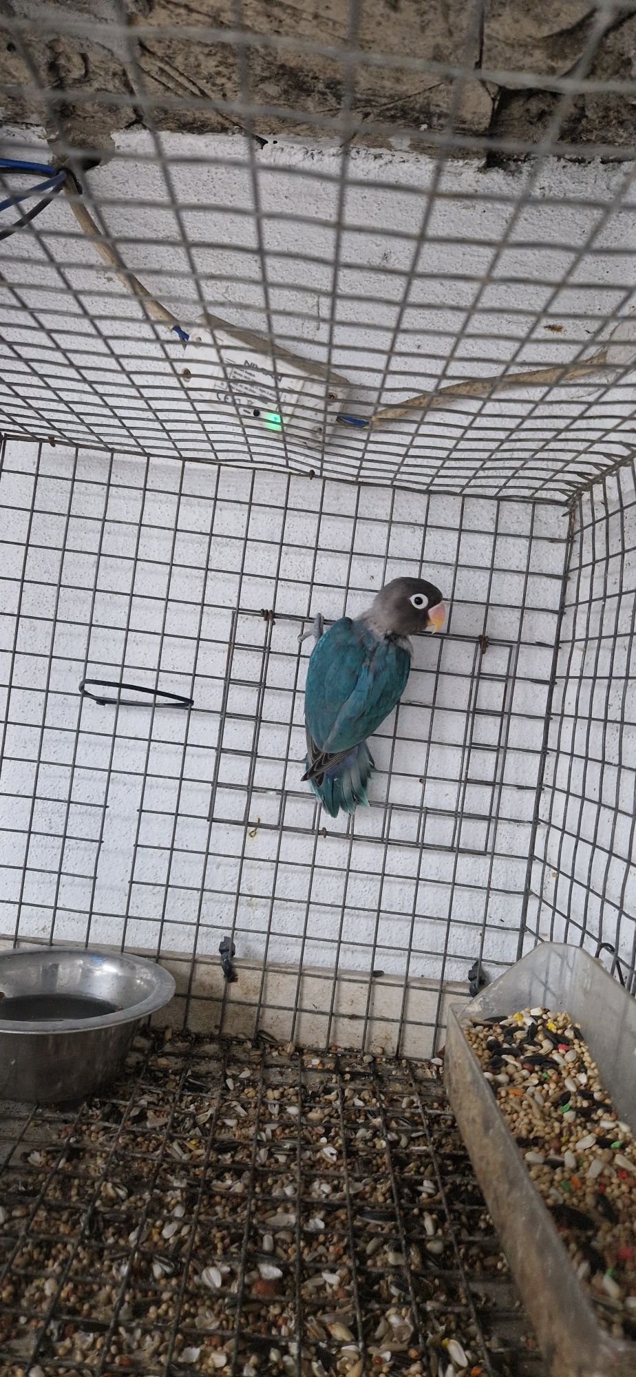Vendo  Agapornis personata