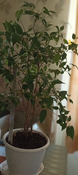 Фікус Бенджаміна "Наташа" низькорослий, дрібно листковий